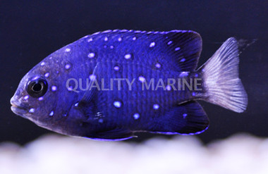 Jewel Damselfish