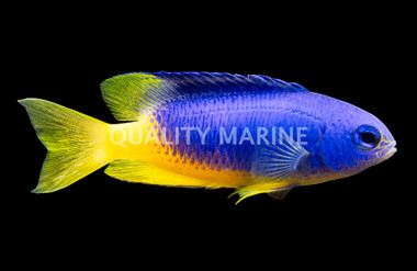 Neon Damselfish
