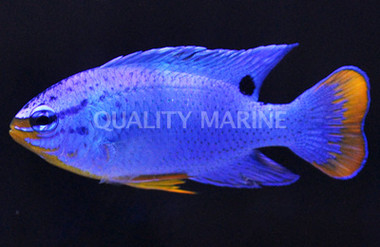 Blue Devil Damselfish, Male