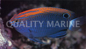Speckled Damselfish