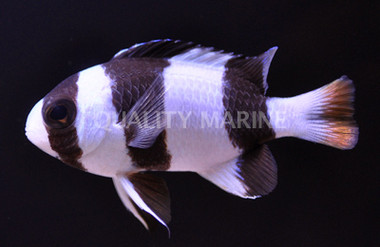 Tuxedo Damselfish