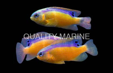 Surge Damselfish