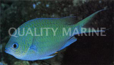 Blue Green Chromis :: 15060