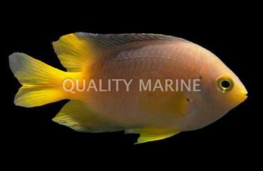 Yellowtail Damselfish :: 15064