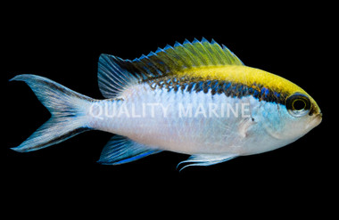 Barrier Reef Chromis