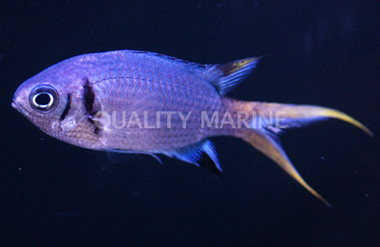 Pale Tail Chromis