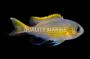 Vanderbilt's Chromis