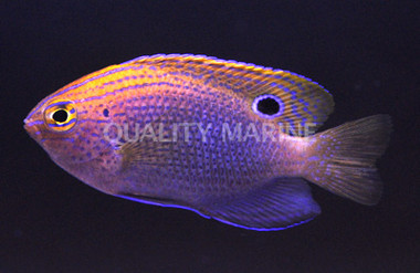 Ocellate Damselfish