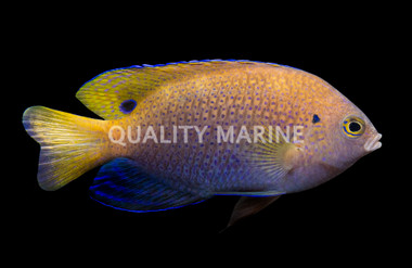 Ocellate Damselfish
