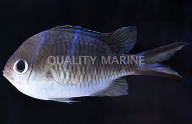 Ambon Chromis