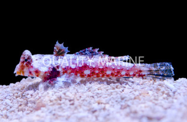Morrison's Dragonet