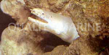 White Ribbon Eel