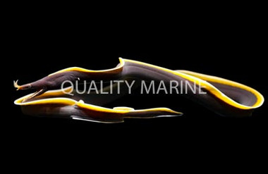 Black Ribbon Eel