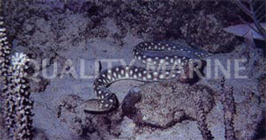 Spotted Snake Eel :: 16013