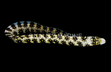 Snowflake Moray Eel