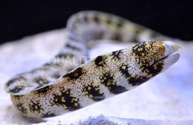 Snowflake Moray Eel