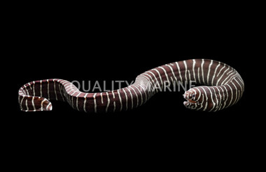 Zebra Moray Eel