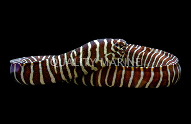 Zebra Moray Eel