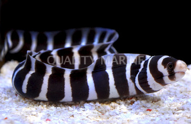 Barred Moray Eel