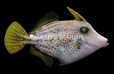 Long Spined Tripodfish