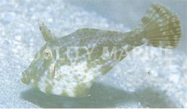 Assorted Broomtail Filefish :: 16517