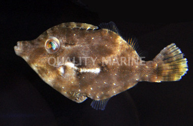 Aiptasia Eating Filefish 