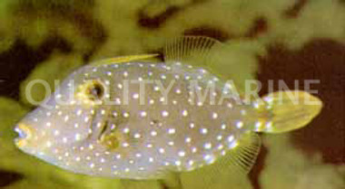 Whitespotted Filefish