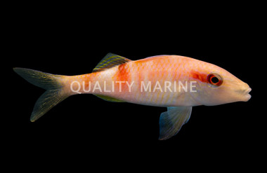 Manybar Goatfish
