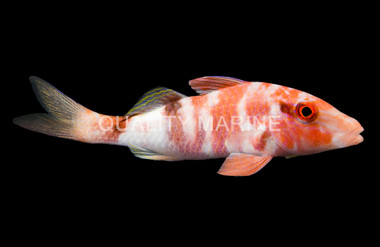 Manybar Goatfish