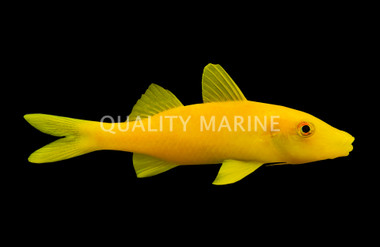 Gold Saddle Goatfish
