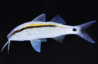 Yellow Back Goatfish