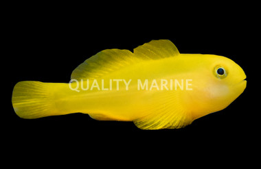 Yellow Clown Goby