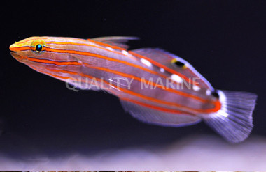 Court Jester Goby