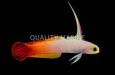 Firefish Goby