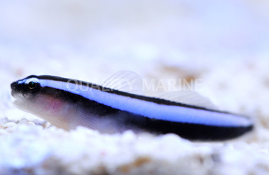 Neon Goby