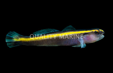 Yellowline Goby