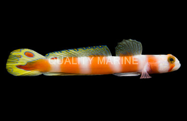 Pinkbar Goby