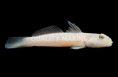 Sleeper Blue Dot Goby