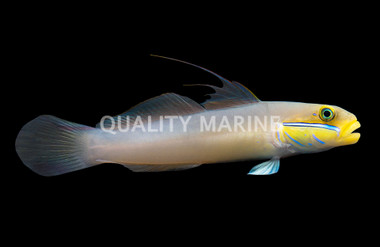 Sleeper Gold Head Goby