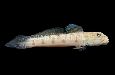 Sleeper Striped Goby