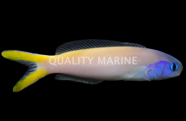 Stark's Tilefish 