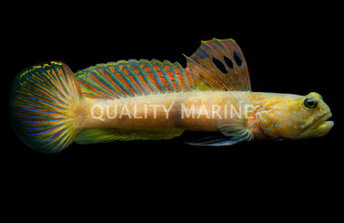 Blue Spotted Shrimp Goby