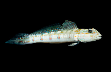 Diamond Watchman Goby