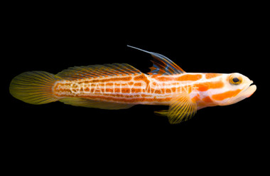 Yasha Shrimp Goby