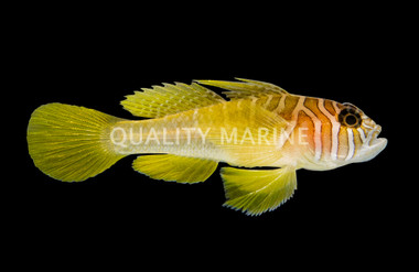 Black Barred Reef Goby