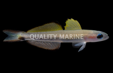 Blackfin Dartfish