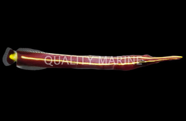 Yellow Striped Clingfish