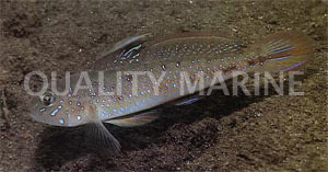 Spinecheek Goby