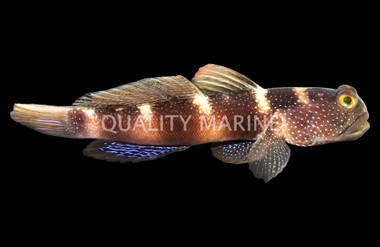Y Bar Shrimp Goby