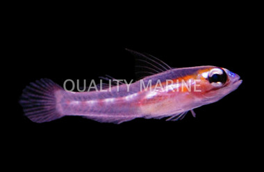 Masked Goby